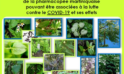 COVID-19 : Livret pratique des plantes médicinales